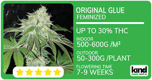 Discovering the Gorilla Strain A Comprehensive Guide Discovering the Gorilla Strain A Comprehensive Guide